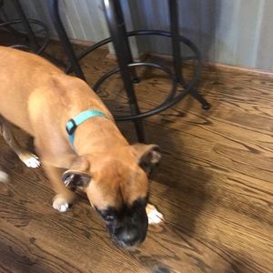 Meet your Posher, Dylan